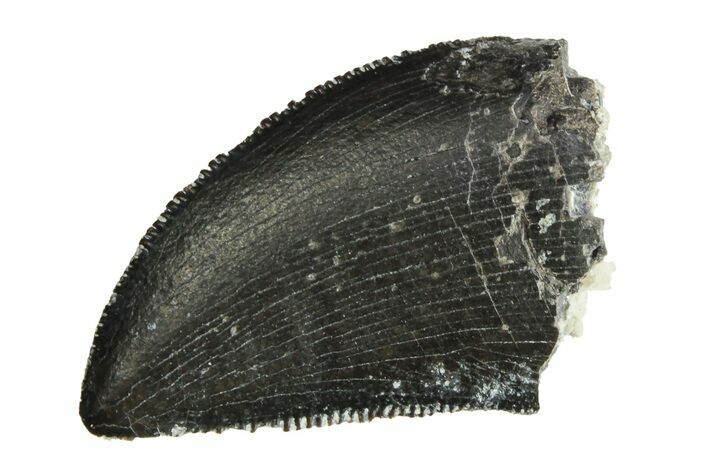 Serrated, Allosaurus Tooth - Bone Cabin Quarry, Wyoming #263909